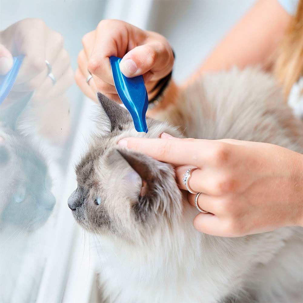 Pipetas para Gatos 3 unidades CatComfort BEAPHAR - Imagen 2